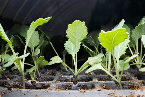 Kale seedlings. Things To Know About Kale seedlings. 
